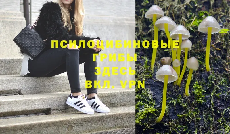 Псилоцибиновые грибы Psilocybine cubensis  дарк нет наркотические препараты  Пермь 